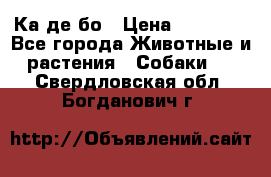 Ка де бо › Цена ­ 25 000 - Все города Животные и растения » Собаки   . Свердловская обл.,Богданович г.